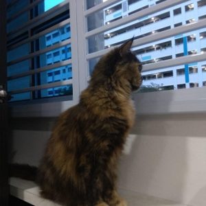 cat with pet friendly window