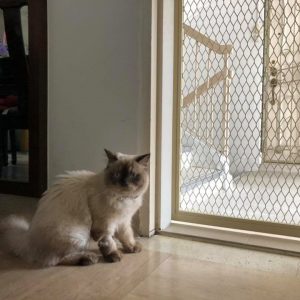 cat with pet friendly gate
